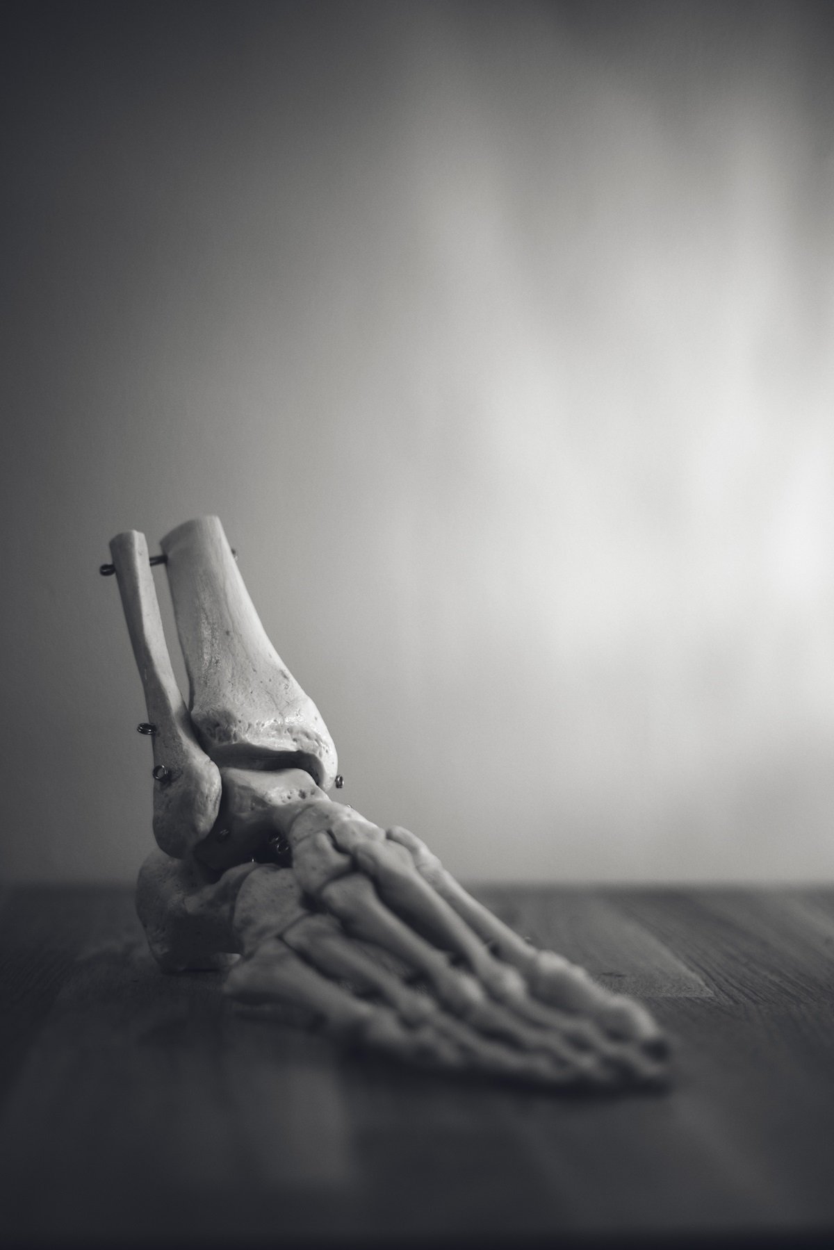 Model of the human feet bones structure